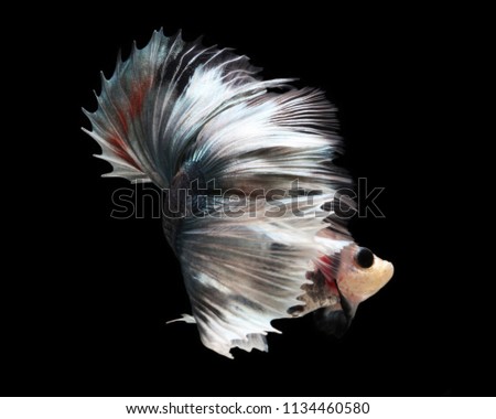 Doubletail Betta on black background. Beautiful fish. Swimming flutter tail flutter.
