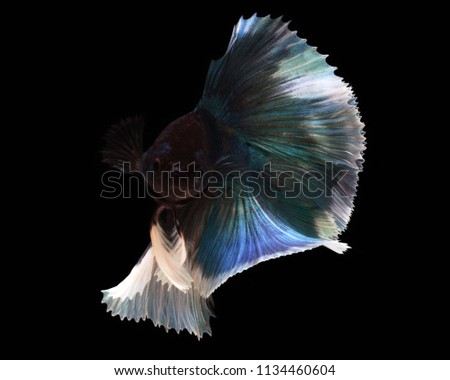 Doubletail Betta on black background. Beautiful fish. Swimming flutter tail flutter.
