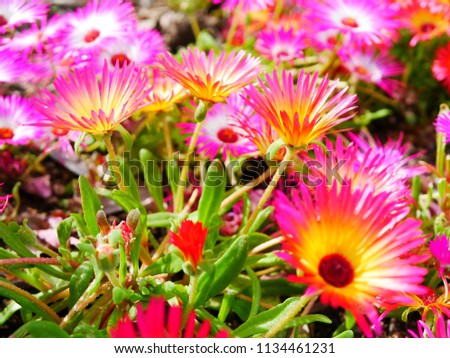 Colorful Livingstone daisy