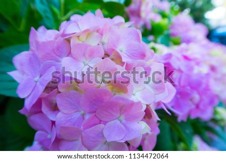 bright colorful summer flowers