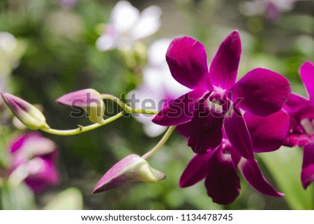 the beautiful purple orchid flower