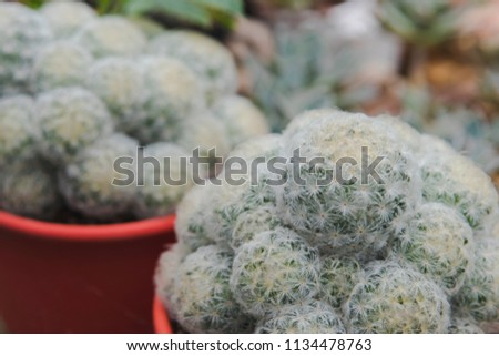 the beautiful cactus in the garden 