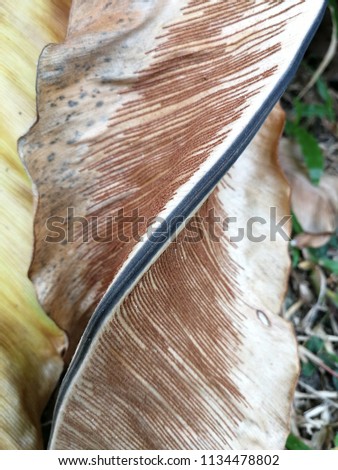Close up texture ventral side of bird's nest fern brown leaf