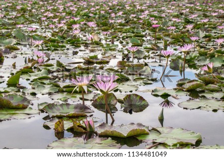 Pink Waterlily , Lotus Flower name Nymphaea nouchali, often known by its synonym Nymphaea stellata,