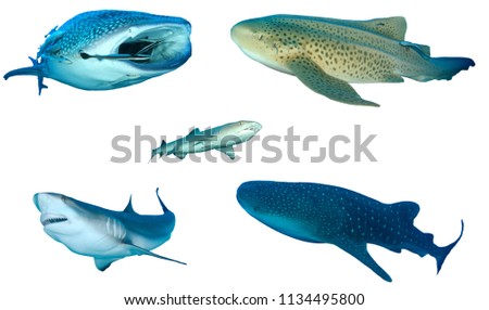 Collection Shark species isolated. Whale Shark, Leopard, Whitetip Reef and Grey Reef Sharks on white background. 