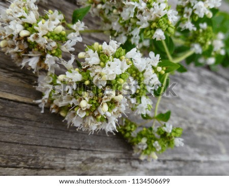 Bunch of fresh Oregano twigs with flowers on wood.  White flowers bouquet of origanum vulgare. Rustic, flower, macro - blurred floral blossom background.