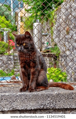 Black cat on the street