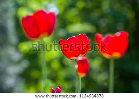 Beautiful close-up picture of wonderful bright red spring flowers tulips on high stems lavishly blooming on blurred green bokeh background in garden or field. Beauty and protection of nature concept.