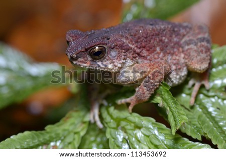 Ugly frog on green leaf