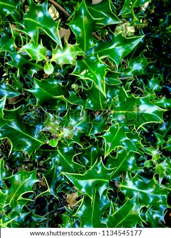Holly Leaves close up