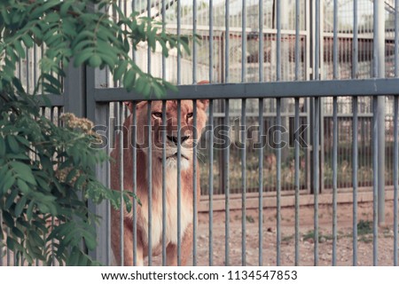 A sad lioness in the cage of the zoo. A lonely lioness is locked up. Royalty-Free Stock Photo #1134547853