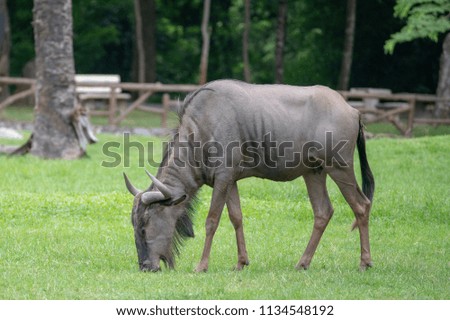 Brindled Wildebeest in zoo