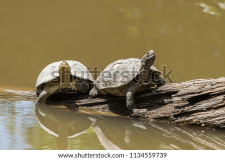 Double turtles in nature