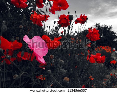 poppy, wild flower on black background, memory.