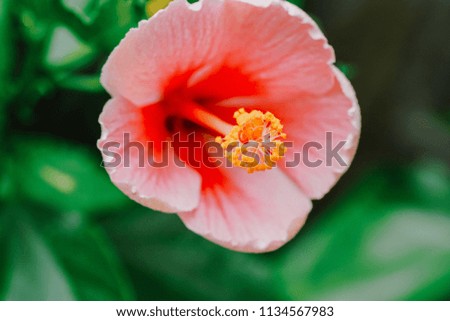 Rose-mallow pistil flower close up | Macro nature photography
