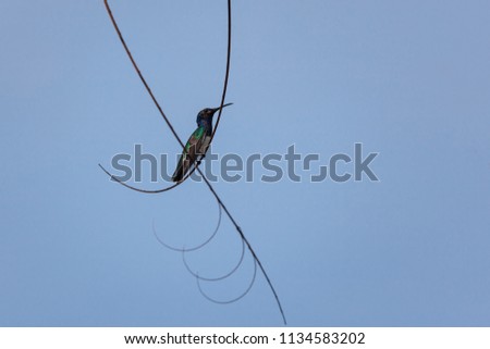 White-necked  - Florisuga mellivora hummingbird, perched on a small branch with a faded blue sky in the background, photo taken in Costa Rica.