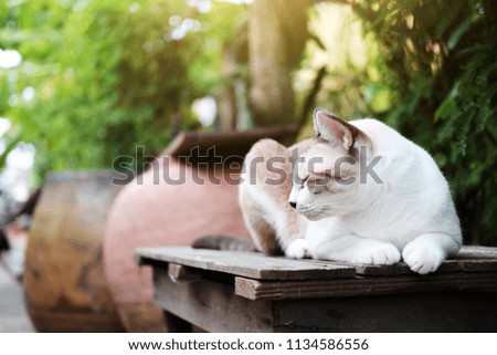 Cat sitting and relax with sunset on the jar in natural garden