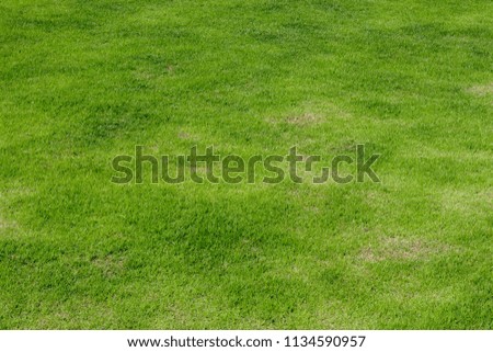 abstract background green grass texture