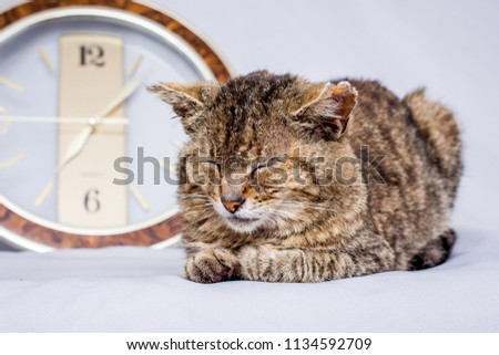 The cat sleeps near the clock. The clock shows the time you want to wake up. A sluggish cat sleeps long and does not want to wake up