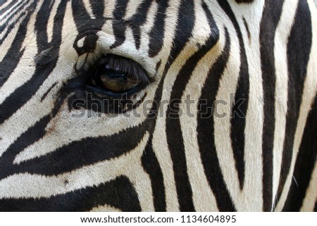 Zebra closeup  eyes, closeup face, Zebra black and white color