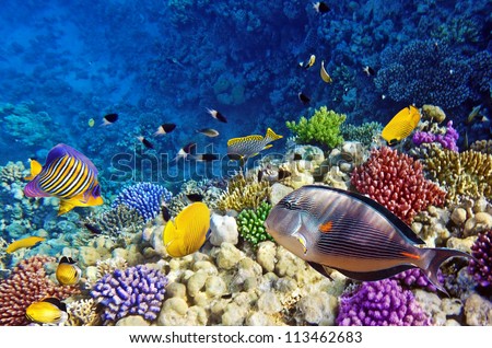 Coral and fish in the Red Sea.Egypt Royalty-Free Stock Photo #113462683
