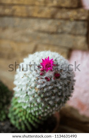 flower in the cactus