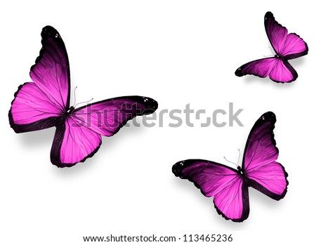 Three violet butterflies, isolated on white