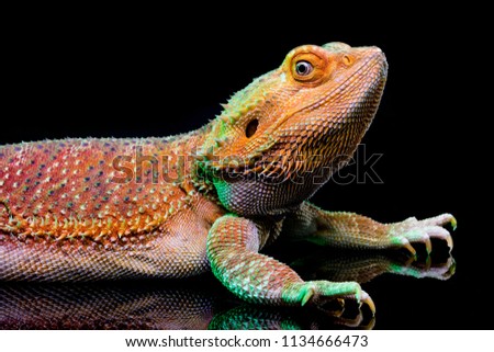 Close up of orange bearded Dragon -  Agamid lizard  with green lighting on a black background with great reflection