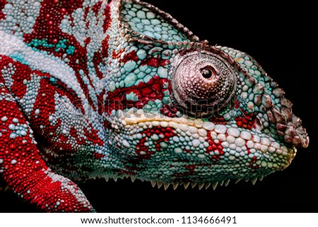 Close Up eye of Green and red Panther Chameleon, Furcifer Pardalis on a black background with clear skin texture 