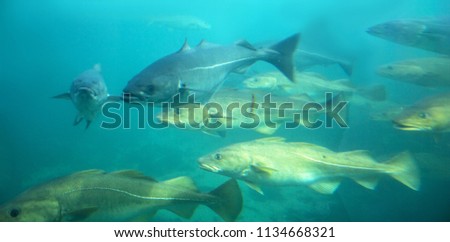 Sea cod fishes floating under water in aquarium 