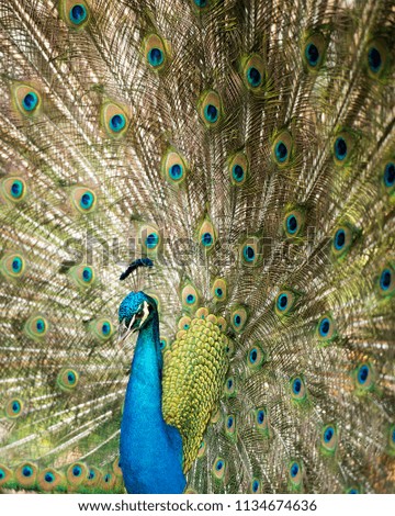 Peacock, the beautiful colorful bird.