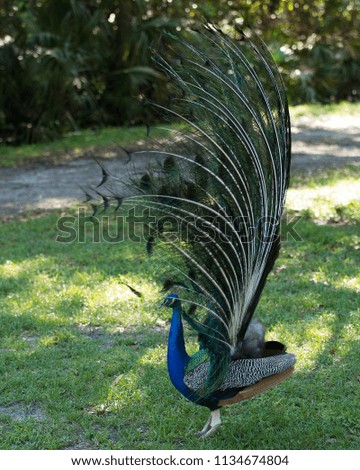 Peacock, the beautiful colorful bird.