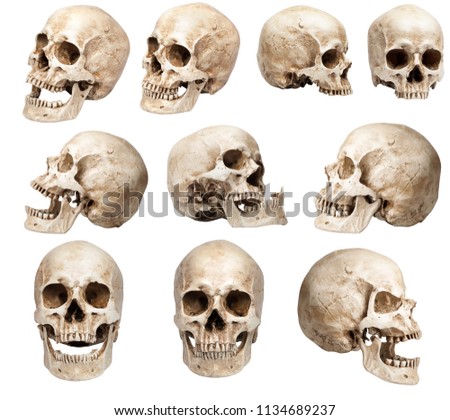 set of human skulls in different angles. Isolated on white background