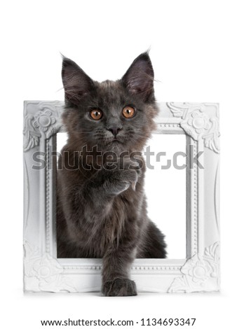 Adorable solid blue Maine Coon cat kitten sitting in white photo fram with one paw in air like thinking, looking straight at camera, isolated on white background