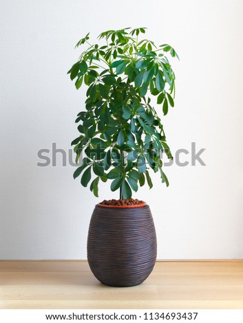 isolated Schefflera Compacta houseplant, Umbrella Tree plant on light wooden floor in front of white wall Royalty-Free Stock Photo #1134693437