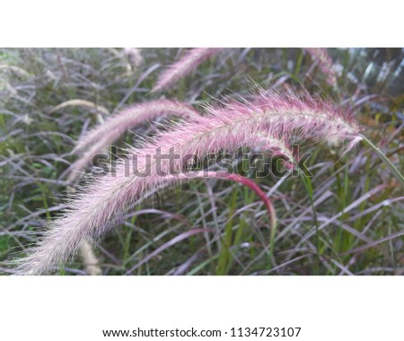 Grassland:beautiful and quaint color,In the forest,summer season,Chaing Mai,Thailsnd.