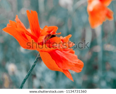 Bright red poppy flower with a silhouette of a bee inside the flower (against the background of green grass), shallow DOF, selective focus