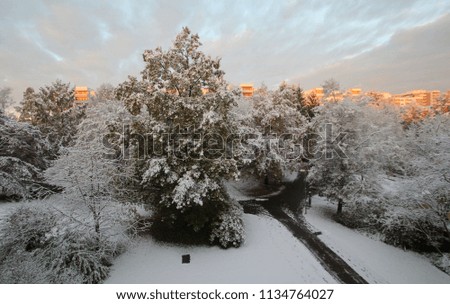 wonderful snowy trees with some high rise buildings in the background illuminated by the sunrise