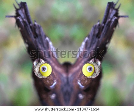 Conceptual photo - face of the forest - face from branches with doll's eyes.