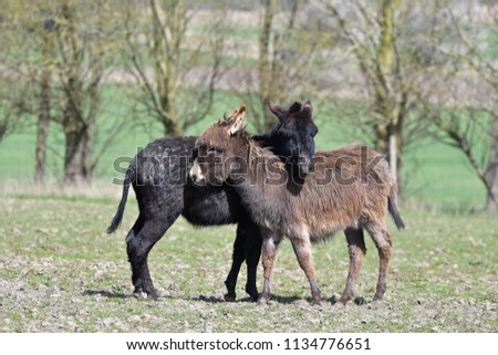 Donkeys playing - young donkeys