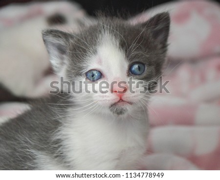 4 week old grey and white kitten. Royalty-Free Stock Photo #1134778949