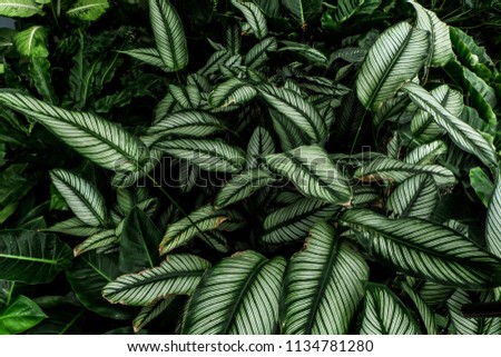tropical leaves pattern. Green leaves texture background. Summer concept.