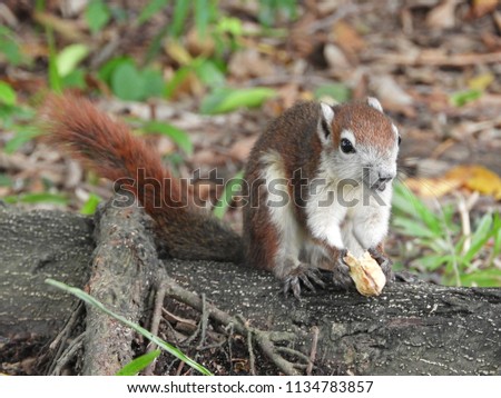 Little Squirrels Eat Beans