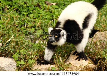 Ring-Tailed Lemur  in chiangmai night-safari chiangmai Thailand