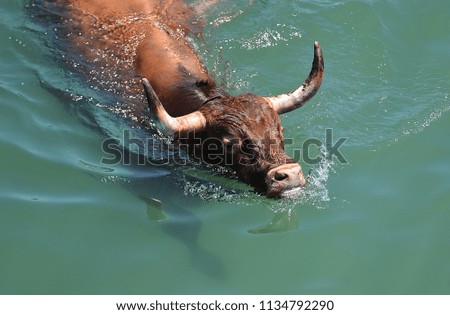 bull in the water