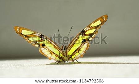 The malachite butterfly, Siproeta stelenes, is pictures full face against grey background. The sitting butterfly half-opened its wings with yellow-green spots on brown