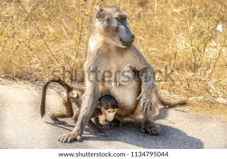 baboon with baby
