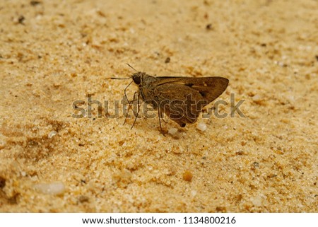 Butterflies on sand are eating minerals from ground