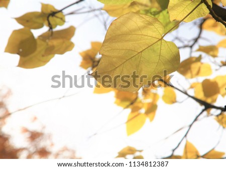Blurred picture of autumn leaves and blurred background in usa.,Closeup Yellow autumn leave of a maple lying on a tree branch on a blurred background of tree trunks. for design your work,for business,