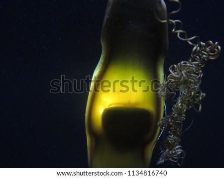 Visible living shark embryo in egg case
